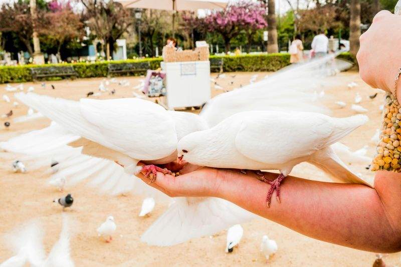 Sapori D'Italia - Image 5