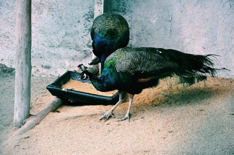 Sapori D'Italia - Image 7